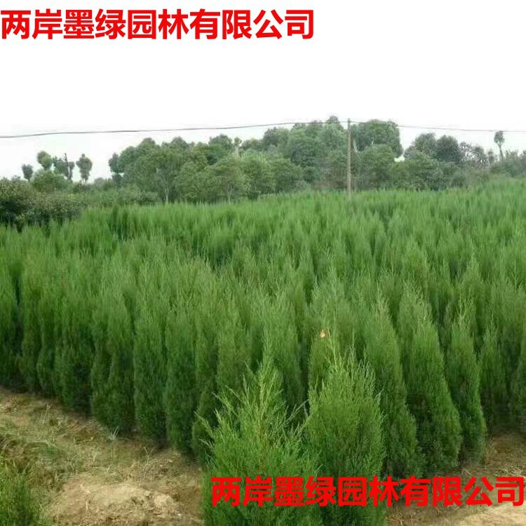 Саженцы сосны, Platycladus arborvitae, китайская пагода из кипариса, сосна, рождественская елка, саженцы кипариса, саженцы кипариса, саженцы арборвита, саженцы арборвита.