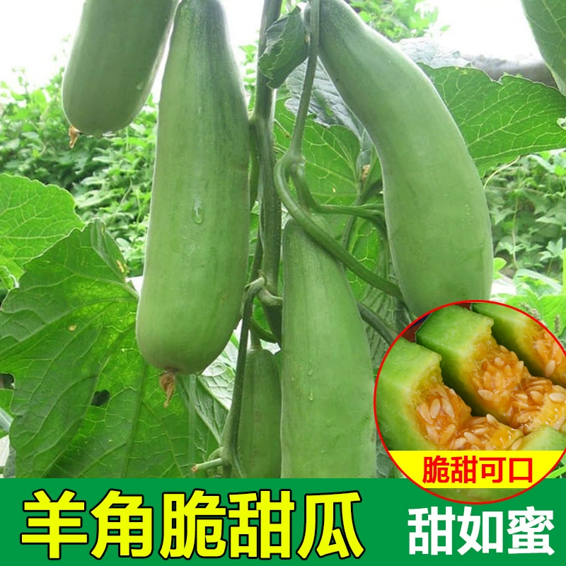 Цветочная кожа, бычий рог, мед, дыня, овощные Семена, семена дыни, сок, сладость, высокий плод, посадка сада, высокий выход, устойчивость к болезням