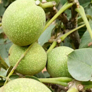 ���������޽Ӽ�Ƥ�簫���ϱ����NֲͥԺ���Ե��Ԯ���Y��������