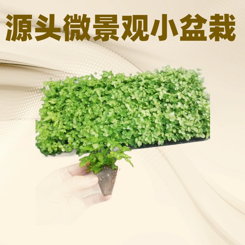 Декор для офиса и дома, производитель папоротников, Apo Silver Line, высокий объем ежемесячных продаж, микроландшафтные растения в маленьких горшках, вечнозеленые круглый год.