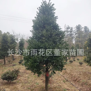 出售12公分竹柏 竹柏树苗 竹柏价格 竹柏树苗苗木 价格批发