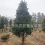 竹柏树苗