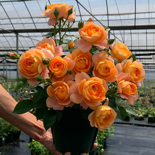 Flower Pot Rose Juice Balcony Rose with Buds Large Flowers Fragrant Balcony Indoor Four-Season Blooming Rose