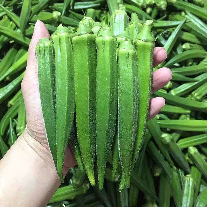 Высоковысокопродуктивные семена бамии, четырехсезонные желтые семена бамии, морозостойкие и термостойкие семена овощей для фермы, балкона, двора.