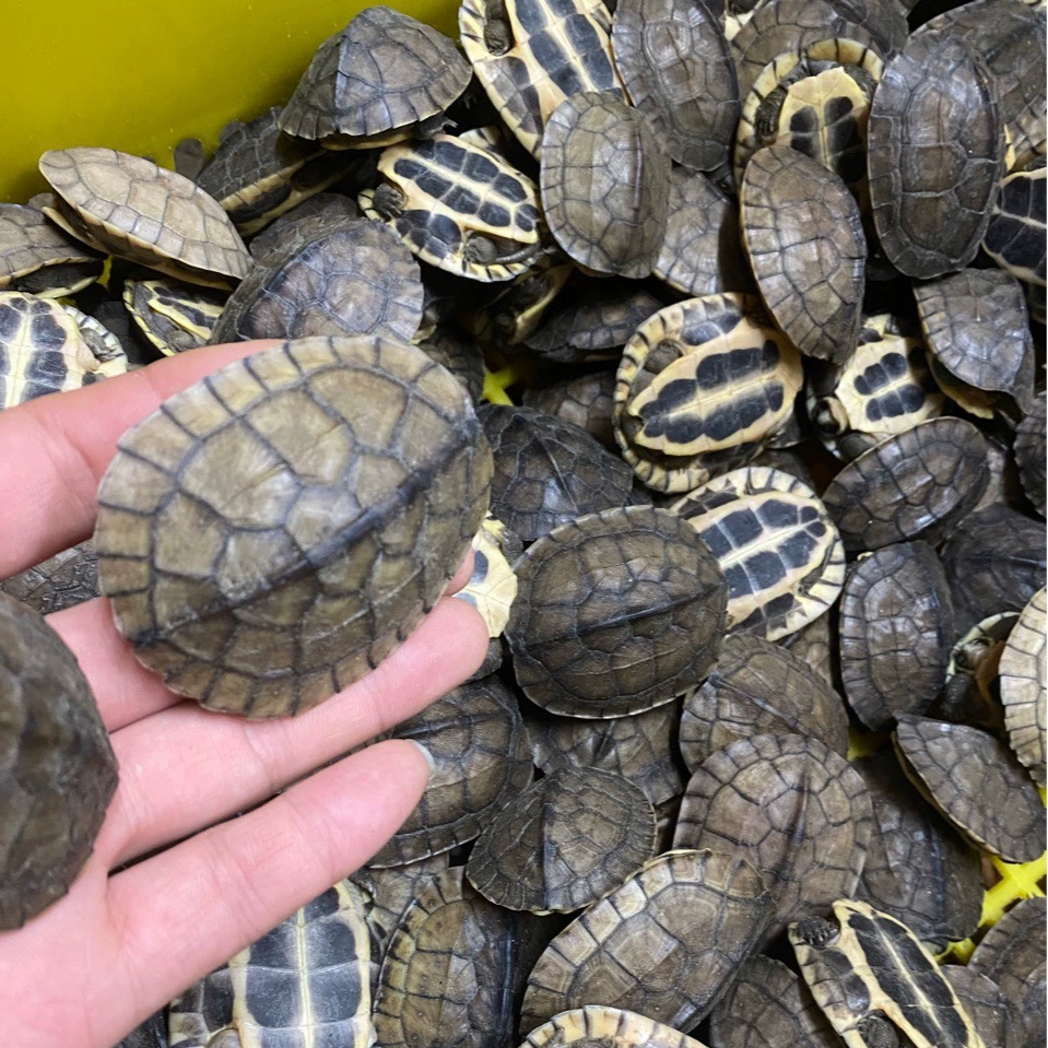 Аутентичная чистокровная денежная черепаха для привлечения богатства, ест овощи, каменная денежная черепаха, долговечная пара, декоративная маленькая черепаха для глубоководных питомцев, живое животное