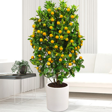 ��ۘ䎧������҃ȿ͏d�����^��ֲ����٘��辰�^���_�I�ͶY���