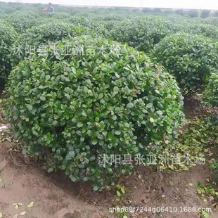 �o���۹���F�ڬF�u�o���۹ǈ@�ֹ��̹�ľ�ļ��^�p�ߗU�o���۹���