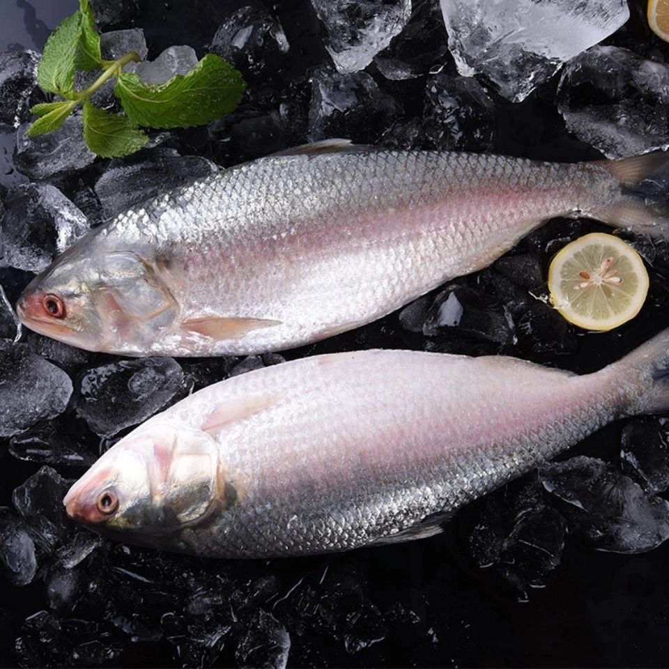 新鲜鲥鱼 三鲜 养殖鲥鱼 新鲜冷冻1斤-1.2斤
