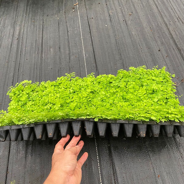 Indoor ornamental fern copper-bone maidenhair fern tissue culture…