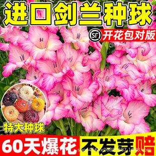 �M�ڄ��m�N����껨������ʮ��̫���������ļ�ͥԺ����Nֲ�����
