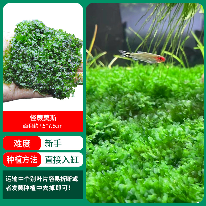 이상한 고사리 이끼【얼리 어답터 가격❤특별한 제안]