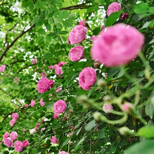 �Nޱ�N����ݻ��ܷN�Ѽtõ��N���ļ��ɲ����������ܼt��õ�N��