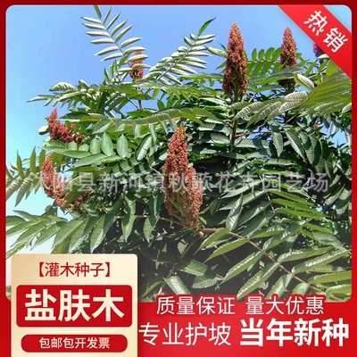 Соляная кожа Защита склонов семян древесины Кустарник семена меда источник дерева Семена желчного ореха Цветочное дерево Дерево Семена рассады