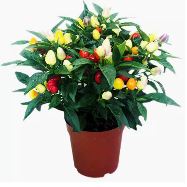 Разноцветные рассада перца в горшках с плодами, съедобные свежие разноцветные перцы, небесный перец, балконные цветы и зеленые растения.