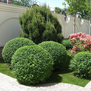 Small-Leaf Ligustrum Ball Saplings Courtyard Greening Project Ligustrum Ball-Shaped Plant Evergreen Shrub Small-Leaf Ligustrum Shape Tree