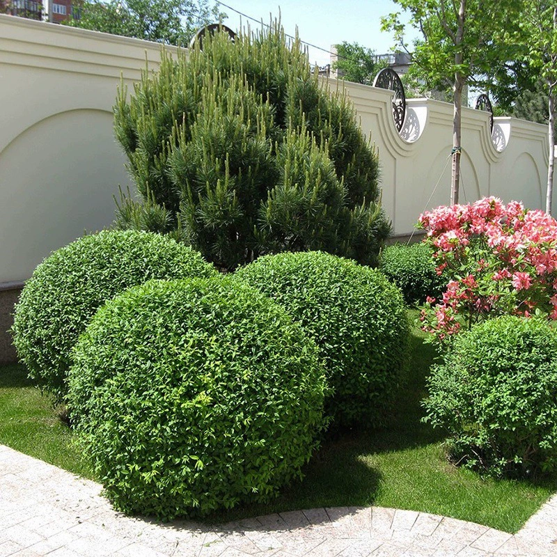 Малолистный кустарник лигуструм, шарообразное растение для проекта озеленения двора, вечнозеленый кустарник, малолистный лигуструм, дерево в форме шара