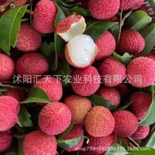 �²ɹ���N����֦�N������ˮ��������߷N���ļ����N���G��ľ�N��