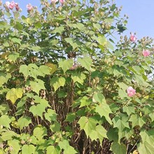 ���ش������l����ľܽ�؅�����ޱ����ľ�ȅ�����ʯ��