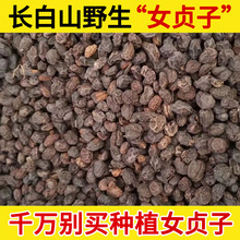 长白山野生女贞子中药材500g女贞子野生女贞子茶冬青籽鸡腰女贞子