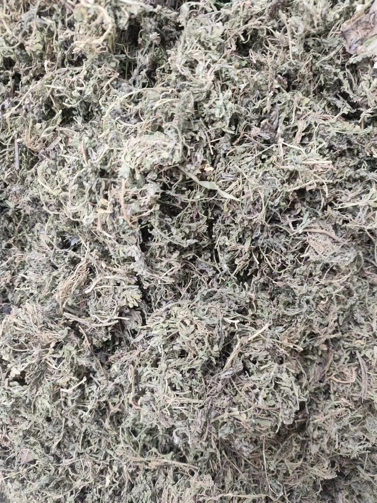 E Bu Shi Cao Powder (Centipeda minima) — Dried Food Herb, 500g quality and texture