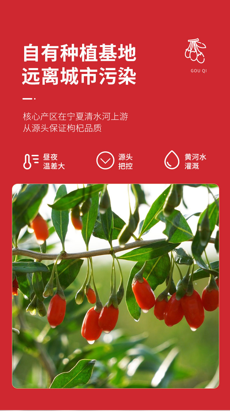 Dried Goji Berries 250g Jar Ningxia Zhongning Gou Qi Zi Unsulfured Premium Goji Fruit quality and texture