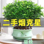 精品正宗清香木胡椒木盆栽驱蚊驱虫四季常青室内好养盆栽花卉绿植