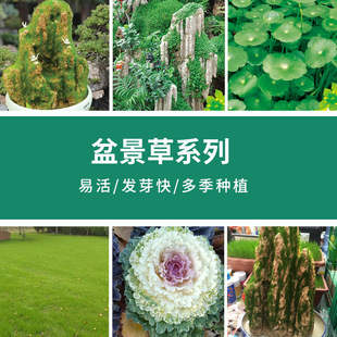 Bonsai Grass Rockery Grass Copper Money Grass Love Grass Lucky Grass Landscaping Aquatic Grass Kale Rockery Lawn Seeds