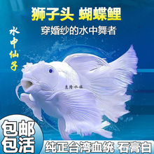 ���N̨���������~���B�ͻˮ��ˮ�^�p�~���~�\����β�������w