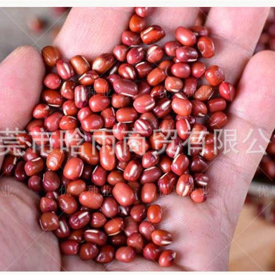红小豆种子养生小红豆菜豆豆种赤红豆种子蔬菜种孑