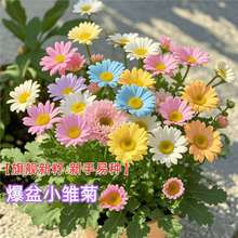 �ױ���С�r�ջ��N���ļ��_���҃��������׻��ͺ����������_������