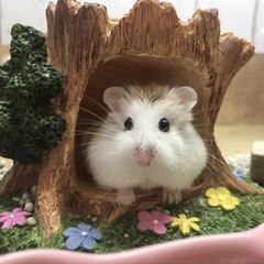 Double warehouse delivery, small hamster, three-line pudding, purple warehouse, silver fox, live animal, golden bear, rare long-haired bear, transportation breeding farm