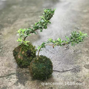 ΢�辰 ̦�\�� ˮ̦����������ѩˮɼ̦����ˮ��Gֲ��̦�\����