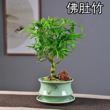 罗汉竹佛肚竹盆栽老桩室内客厅庭院绿植四季常青矮化竹子盆景好养