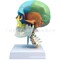 彩色 人體頭顱骨模型 頭骨色性分離模型 1：1仿真頭骨帶頸椎模型