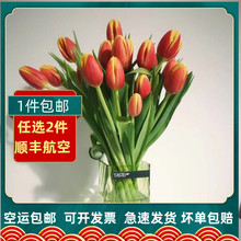 中国花卉市场 中国花卉市场品牌 图片 价格 中国花卉市场批发 阿里巴巴