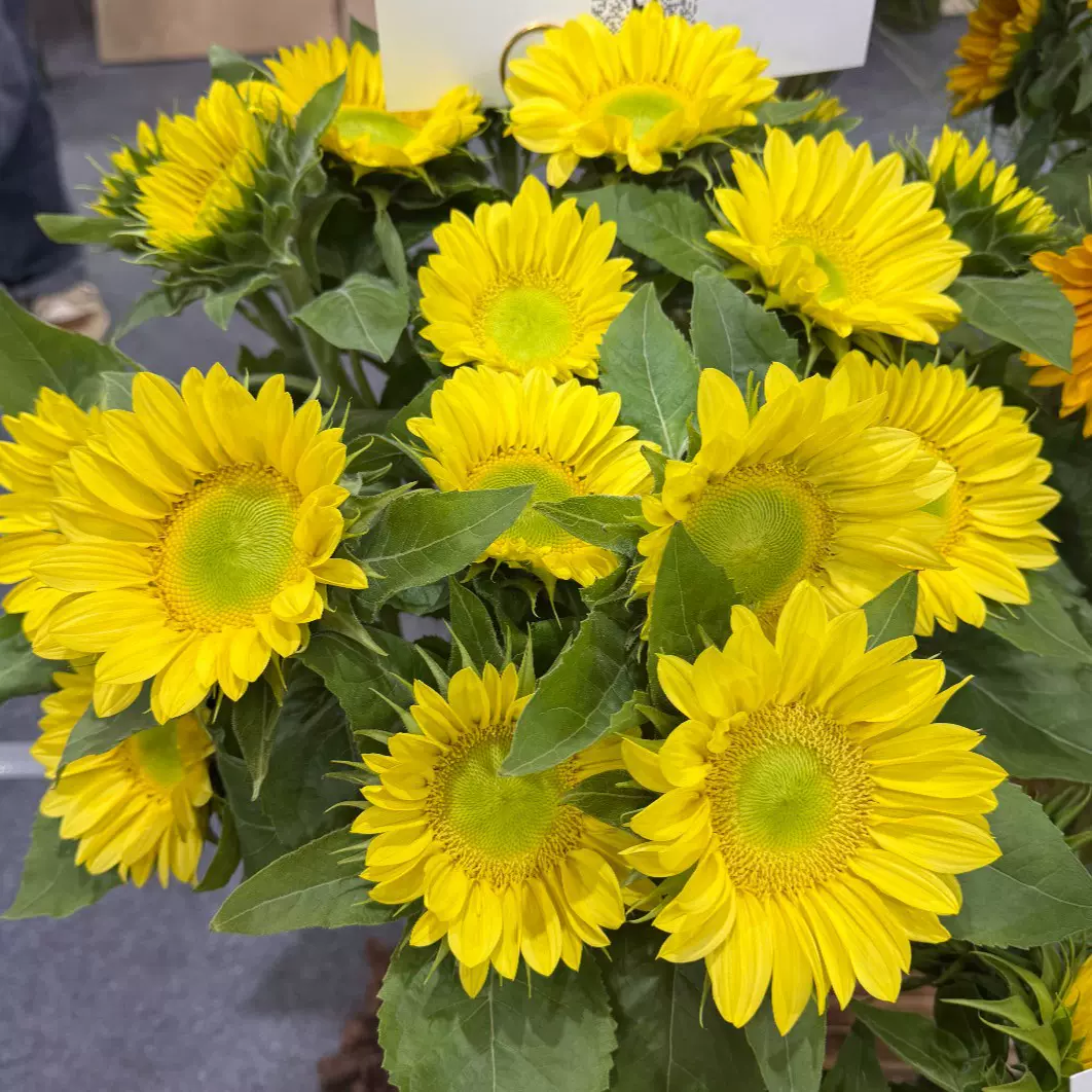 观赏向日葵种子食用向日葵花种室内四季易活盆栽花籽春天花种籽子