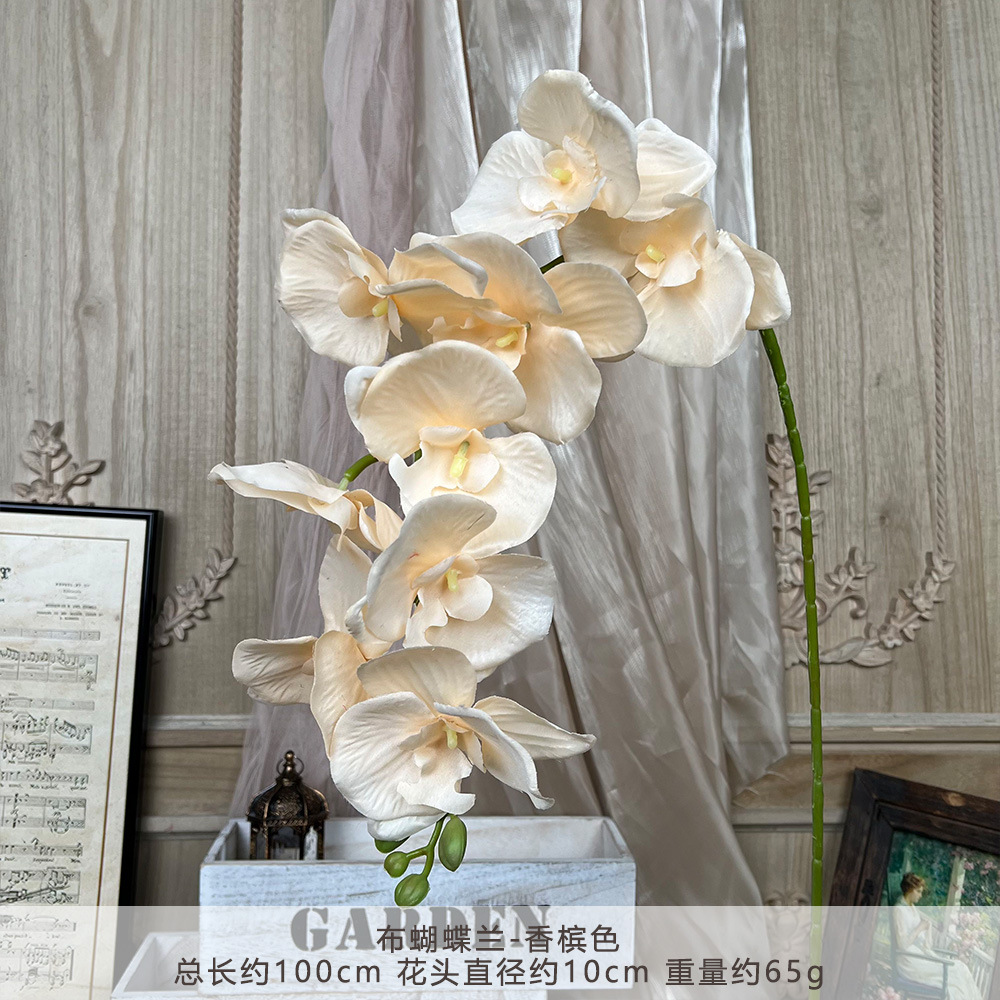 XD-cloth phalaenopsis-Champagne