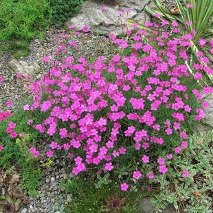 ��Ůʯ�񻨷N������ʯ�񻨷N���ʯ���ѳ���ʯ��������ͺ�����