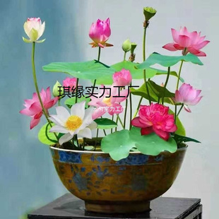 �ļ��_��������ɏ�N��ˮ��ֲ��˯ɏ�ɻ��̨ˮ��ˮ�B�҃ȾGֲ����