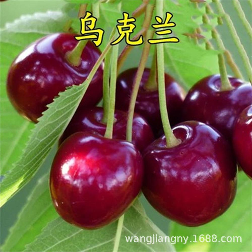 车厘子树苗樱桃树苗盆地栽当年结果南方北方种植庭院种植果树苗木