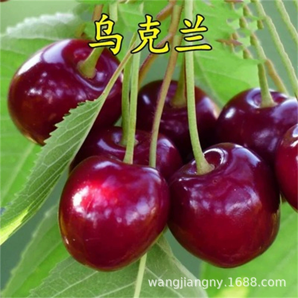 Саженец вишни Бассейн для рассады вишни Плоды года Посадка в Южном Северном саду Посадка рассады фруктовых деревьев