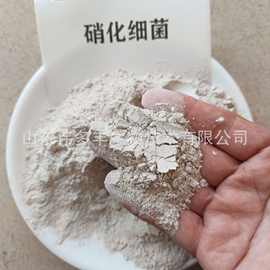 硝化细菌 海水淡水水产养殖污水处理用净水水族箱降氨氮亚硝酸盐