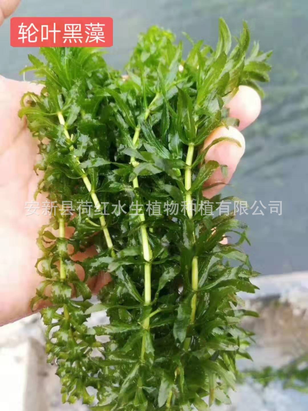 mmexport1568158208843