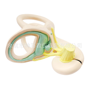 Factory Direct sales Xiangyang flower 3312 inner ear labyrinth enlarged model Bone Labyrinth human body enlarged biomedical model