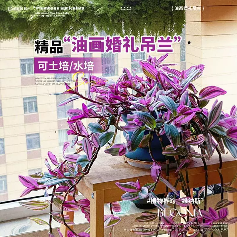 Картина маслом свадебная подвесная орхидея большой рассады в горшке для дома, балкона, цветок, зеленое растение, четырехсезонная подвесная фиолетовая орхидея, гидропонное растение