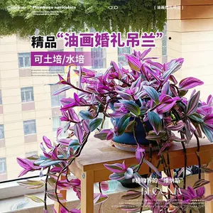 [油画婚礼吊兰大苗盆栽室内阳台花卉绿植四季开垂吊紫露兰水培植物]