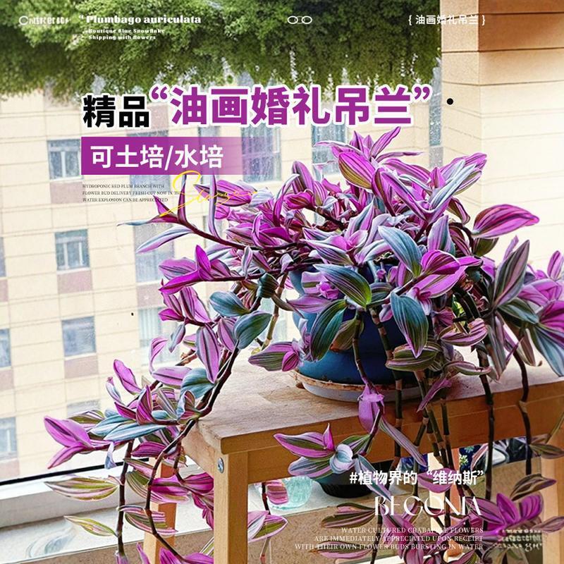 Oil Painting Wedding Hanging Orchid Large Seedling Potted Indoor Balcony Flower Green Plant Four-Season Hanging Purple Orchid Hydroponic Plant