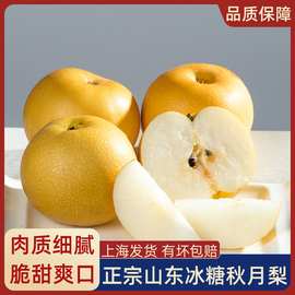 冰糖秋月梨日本引种千玥梨莱阳新鲜水果当季蜜梨脆甜孕妇水果