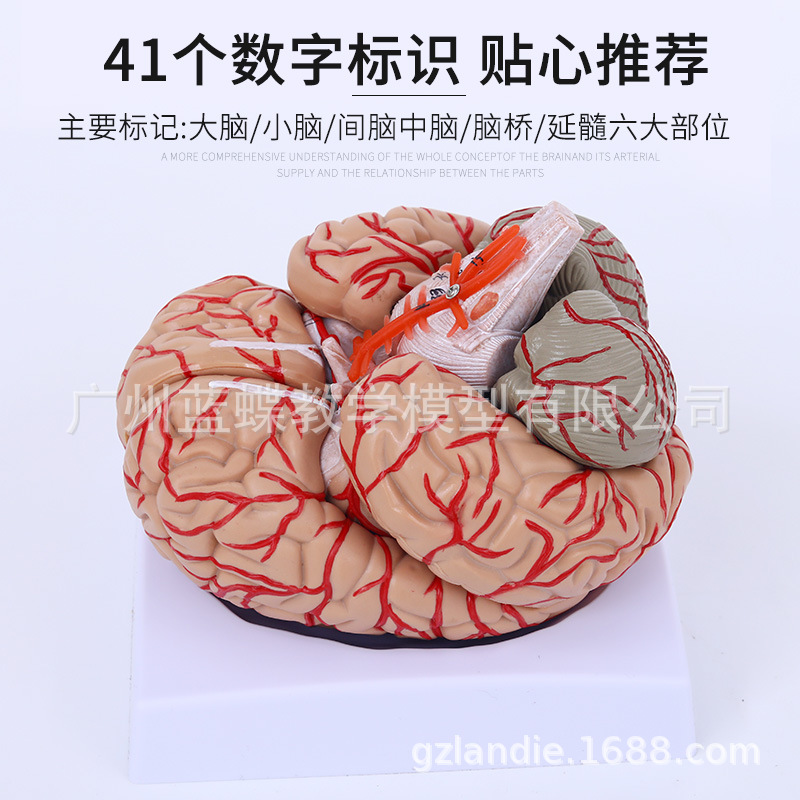 ҽѧ������Խ����Թ��ܷ���Ƥ�������˶��ṹͼ��ѧģ�Ͳ�ж­��