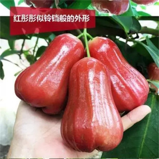 ţ��ɏ�F��� ��Ʒ�N���ǰű� ̨���ڽ���ɏ�F��޽�ˮ�����Ϸ��N